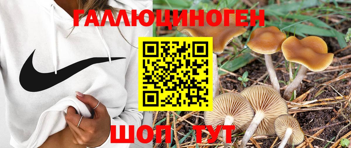 Псилоцибиновые грибы GOLDEN TEACHER Киселёвск