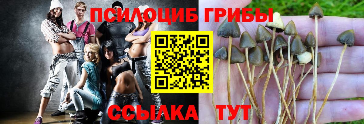 Киселёвск  Псилоцибиновые грибы Psilocybe  Вход с VPN 